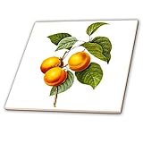 3dRose ct_106849_2 Redoute Vintage Aquarell Obst Aprikose Pfirsich Prunus Sp-Keramikfliese, 15,2 cm