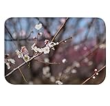 A.Monamour Rutschfest Saugfähig Waschbar Badematte Weiße Frühlings Blumen Aprikosenblumen Auf Der Baum…