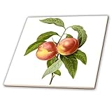 3dRose ct_106863_3 Redoute Vintage Aquarell Fruit Two Peaches Prunus Sp-Keramikfliese, 20,3 cm