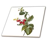 3dRose Redoute Vintage Aquarell Obst Himbeere Pflanze Rubus Sp – Keramikfliesen, 15,2 cm (ct_106861_2)