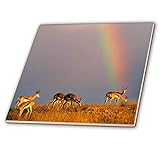 3dRose ct_207475_4 Springbok Herde und Regenbogen Kgalagadi Transfrontier Park Botswana Keramikfliese,…