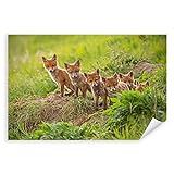 Postereck - 3481 - Fuchs, Rudel Wiese Tier Welpe Natur Nachwuchs - Wandposter Fotoposter Bilder Wandbild…